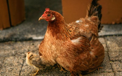 حقيقة صور ضبط طن دجاج فاسد في كنتاكي