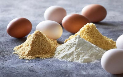 "البيض البودرة" ليس بديلًا لكافة استخدامات البيض الطبيعي وليس أرخص