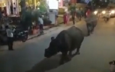 حقيقة فيديو وحيد القرن يتجول في شوارع القاهرة