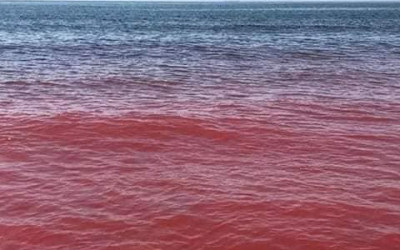 حقيقة انتشار الدماء في مياه مضيق هرمز