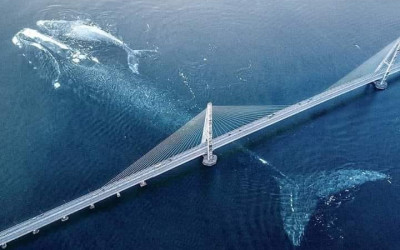 حقيقة صورة حوت ضخم يعبر جسر في كندا