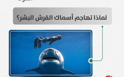 لماذا تهاجم أسماك القرش البشر ؟