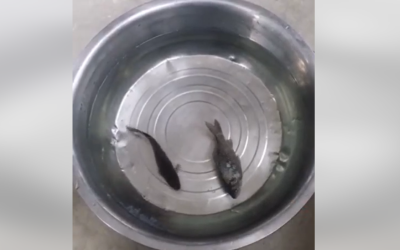 حقيقة فيديو سمكة متجمدة تعود إلى الحياة بعد وضعها في الماء