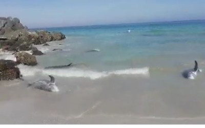 حقيقة صور نفوق دلافين على شواطئ سلطنة عُمان