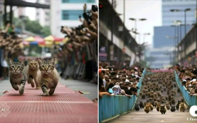 صور "سباق القطط في كوالالمبور" موّلدة بالذكاء الاصطناعي وليست حقيقية
