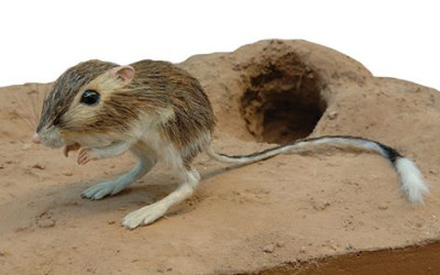 فأر الكنغر ﺍﻟﺒﺮﻱ يحصل على الماء عبر ترطيب غذائه ولن يموت إذا شرب