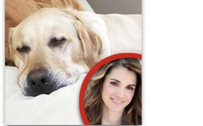 حقيقة مقال تعافي كلب الملكة رانيا بعد عملية جراحية
