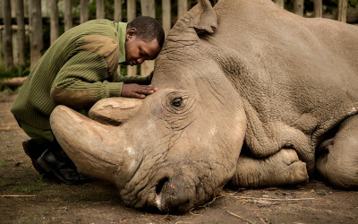 حيوان وحيد القرن "لم ينقرض رسميًا"
