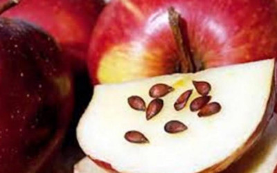 هل تحتوي بذور التفاح على سم قاتل؟