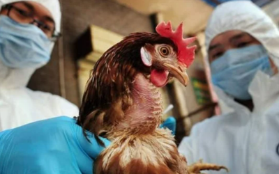 تسجيل أول حالة وفاة بشرية بفيروس إنفلونزا الطيور H3N8.. هل يجب أن نقلق؟