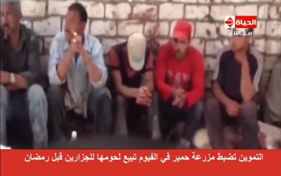 حقيقة فيديو ضبط مزرعة لبيع لحم الحمير في مصر