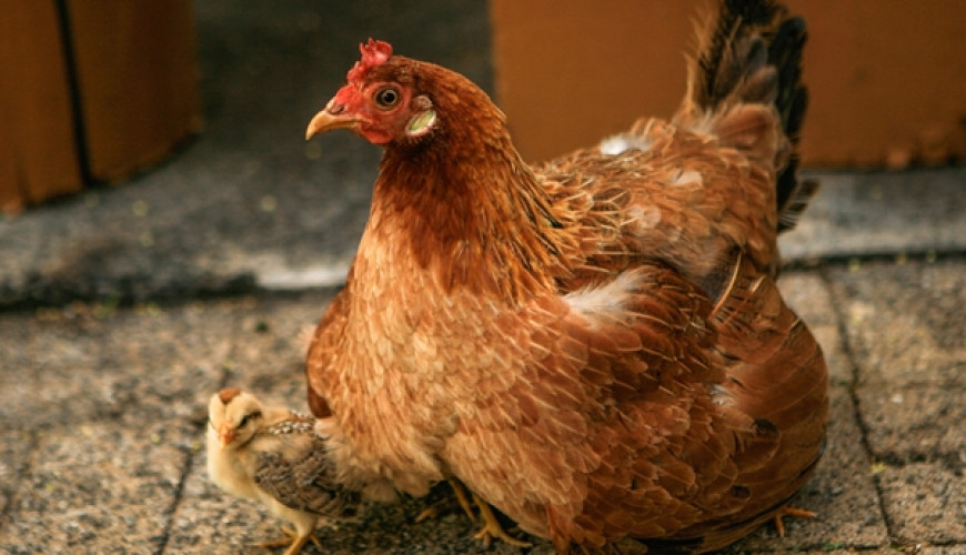 حقيقة صور ضبط طن دجاج فاسد في كنتاكي
