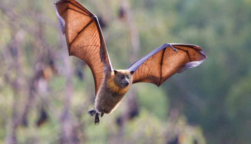 حقيقة إعلان أن أول مصاب بكورونا مارس الجنس مع خفاش