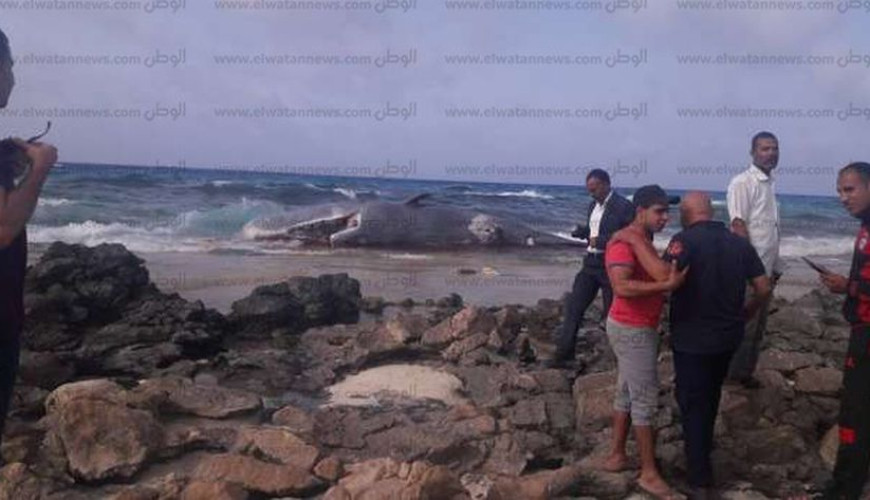حقيقة صور انتحار حوت على الشواطئ المصرية