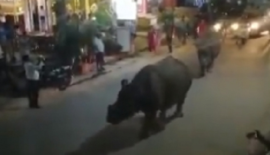 حقيقة فيديو وحيد القرن يتجول في شوارع القاهرة