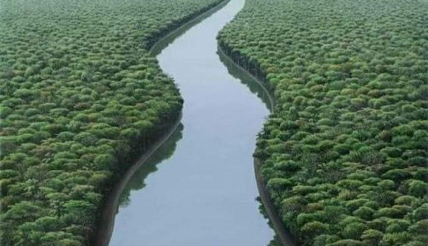 صورة نهر الامازون يتخلله غابات النهر.. لوحة فنية وليست حقيقية