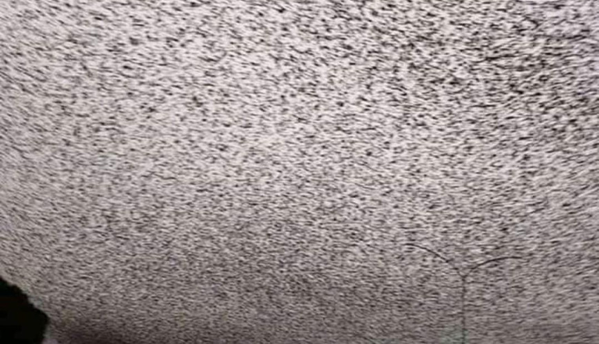 صورة أسراب الطيور التي تغطي السماء من روما وليست من أسيوط