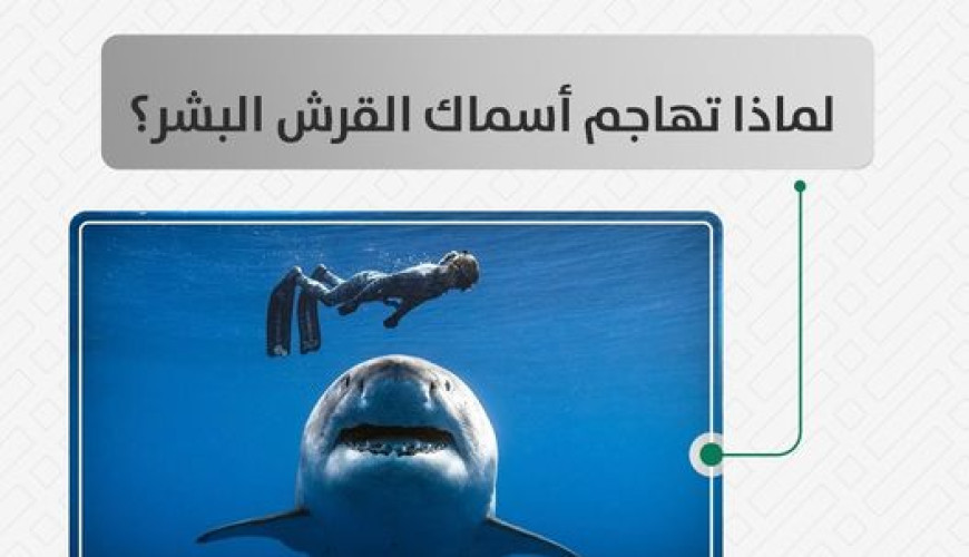 لماذا تهاجم أسماك القرش البشر ؟