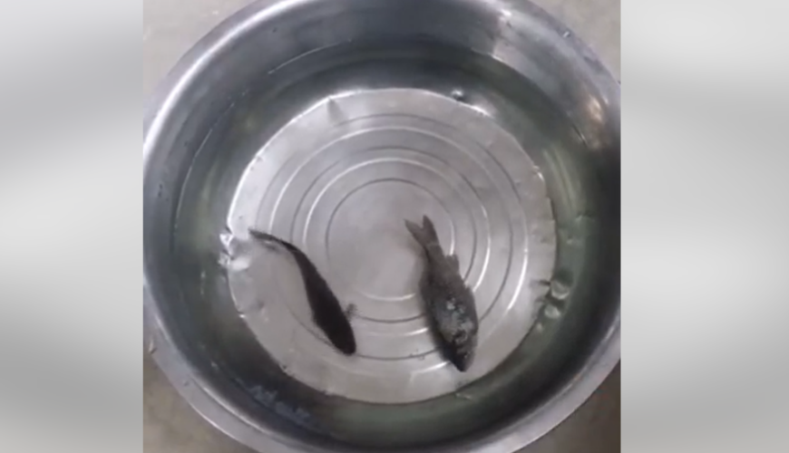 حقيقة فيديو سمكة متجمدة تعود إلى الحياة بعد وضعها في الماء