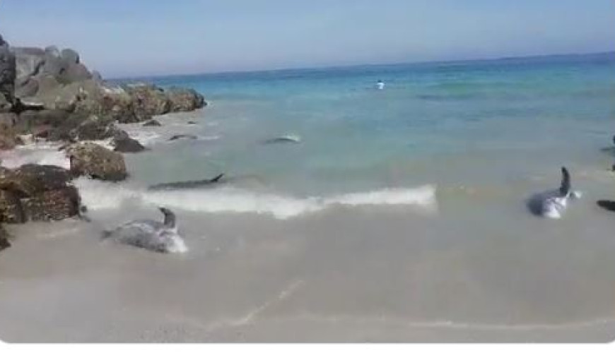 حقيقة صور نفوق دلافين على شواطئ سلطنة عُمان
