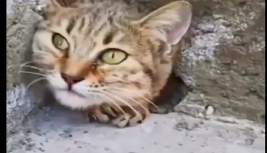 فيديو القطة العالقة قديم وليس له علاقة بزلزال تركيا