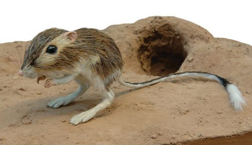 فأر الكنغر ﺍﻟﺒﺮﻱ يحصل على الماء عبر ترطيب غذائه ولن يموت إذا شرب