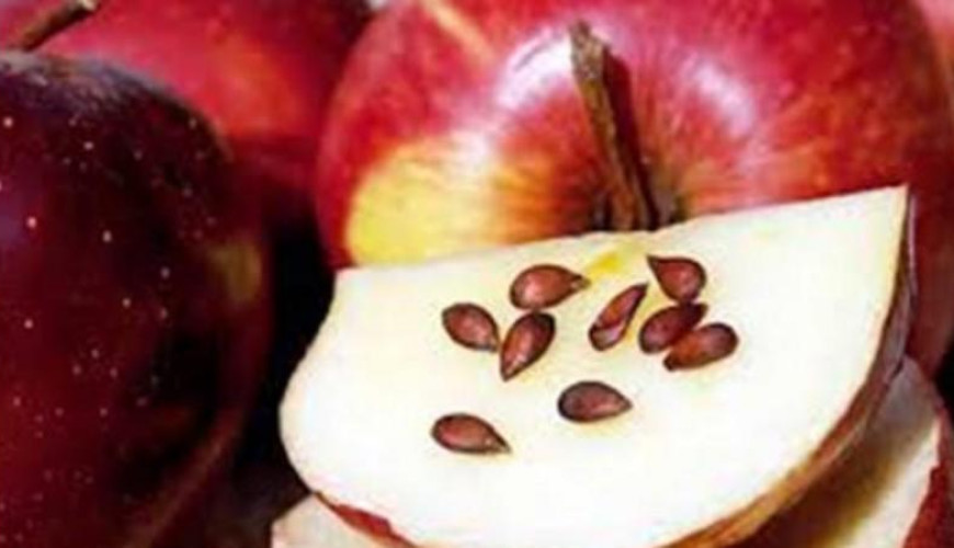 هل تحتوي بذور التفاح على سم قاتل؟