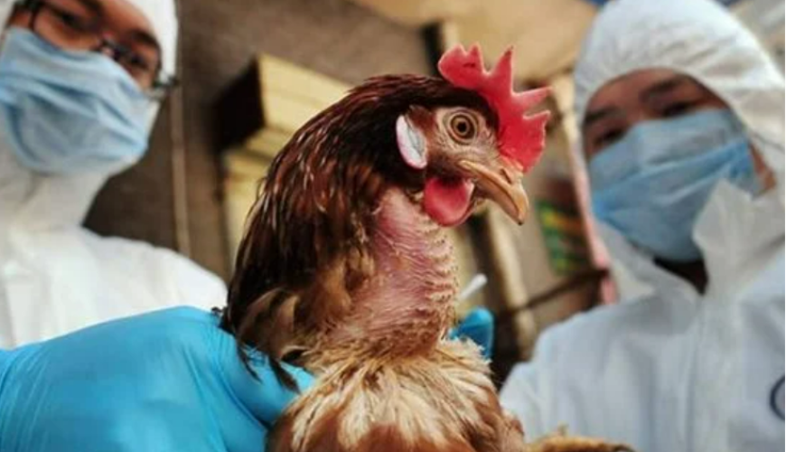 تسجيل أول حالة وفاة بشرية بفيروس إنفلونزا الطيور H3N8.. هل يجب أن نقلق؟